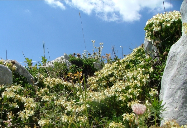 Fioriture in quota